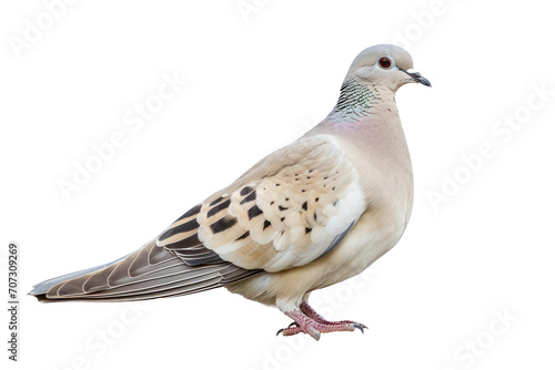 Pigeon Standing on isolate Surface