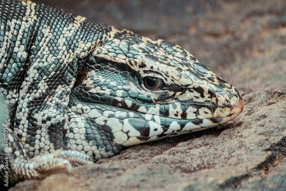 Lagarto zoo Lagarto zoo