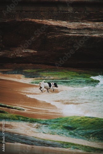 cute dogs having fun on the beach at rio de janeiro