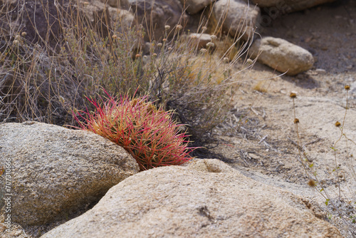Single California Barrel Cactus - Ferocactus cylindraceus photo