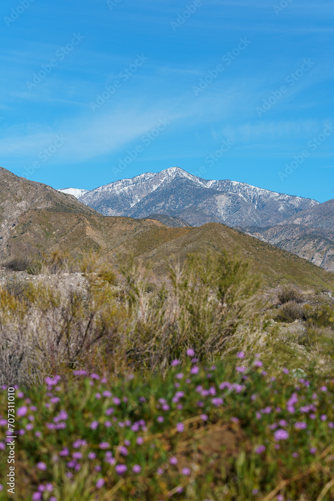 View of snow on San Gorgonio Mountain with purple wildflowers in the foreground from the Mission Creek Preserve in Desert Hot Springs, California