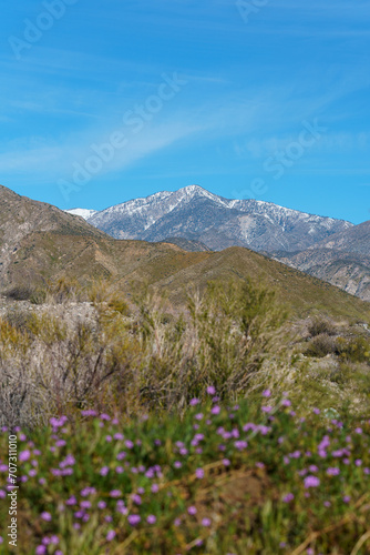 View of snow on San Gorgonio Mountain with purple wildflowers in the foreground from the Mission Creek Preserve in Desert Hot Springs, California