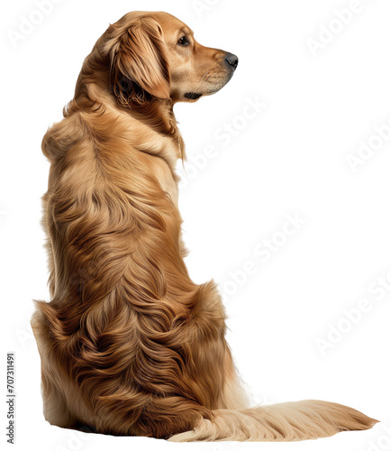 Back view of a sitting golden retriever dog isolated on a white background photo