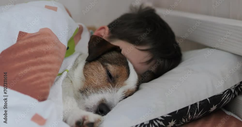 The dog sleeps with the boy in bed. The pet put his head on the pillow. Jack Russell in the room of the house. The dog sleeps with the boy in bed. The pet put his head on the pillow. Jack Russell in the room of the house.