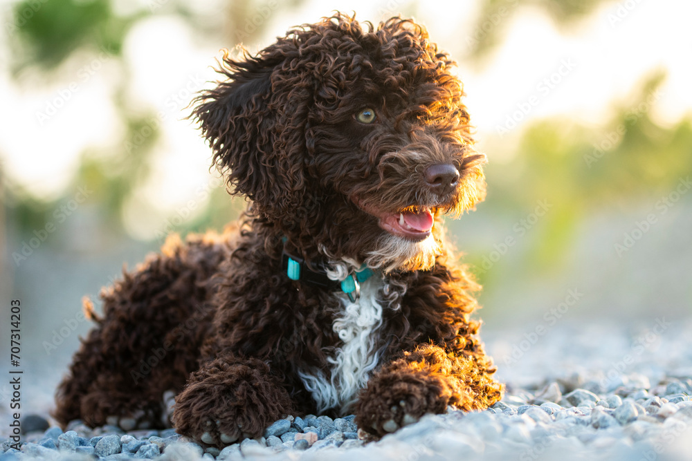 Young Spanish Water Dog lies resting on a pebble beach, its brown curls contrasting with the stones, looking playful and curious against warm glow of the sunset light Young Spanish Water Dog lies resting on a pebble beach, its brown curls contrasting with the stones, looking playful and curious against warm glow of the sunset light