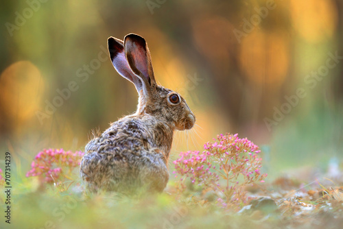 A brown hare sits alert amidst pink wildflowers with its large ears erect blending into the forest underbrush at dusk photo