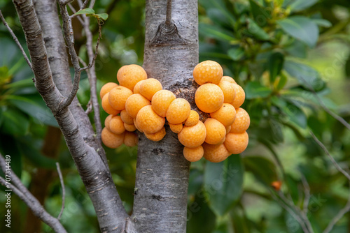 Pan de Indio Indian Bread Cyttaria hariotii photo