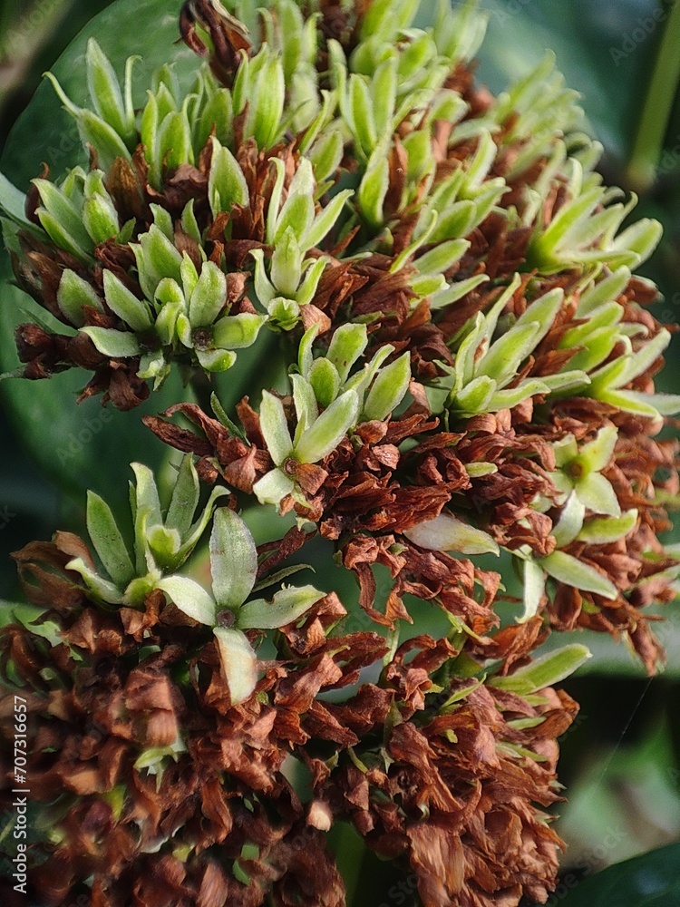 Bunch of Green buds of ixora flowers Bunch of Green buds of ixora flowers