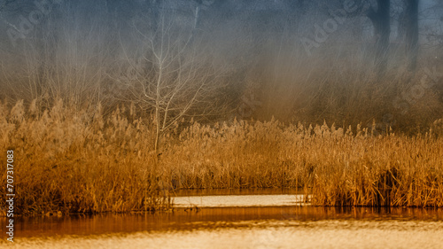 Fototapeta Naklejka Na Ścianę i Meble -  Autumn landscape of lake and reeds