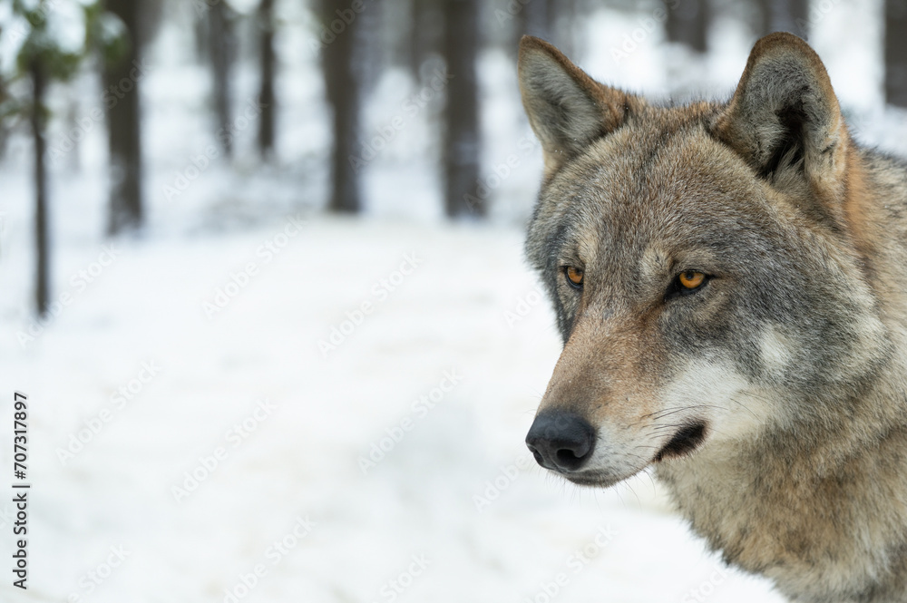 portrait of a wolf against the backdrop of a snowy forest