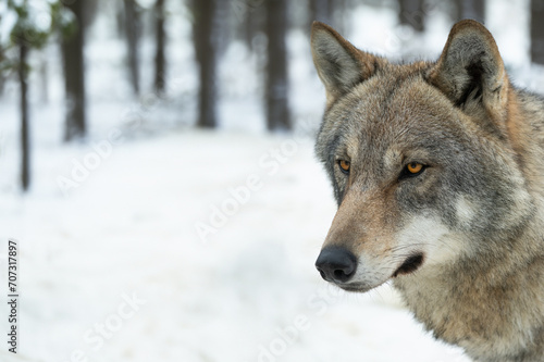 portrait of a wolf against the backdrop of a snowy forest
