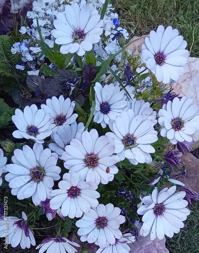 Tableau sur toile Hermosa primavera, en algún lugar recóndito de la Argentina...