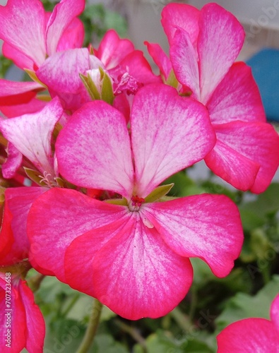 Fotografie Hermosa primavera, en algún lugar recóndito de la Argentina...