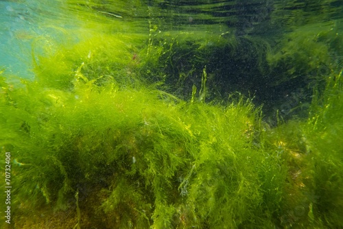 ulva green algae in low salinity Black sea biotope, coquina stone landscape, littoral zone underwater snorkel, oxygen rich clear water reflection, laminar flow, sunny summertime, healthy ecology