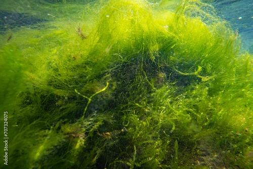ulva green algae on coquina stone make air bubble, torn algal mess, littoral zone underwater snorkel, oxygen rich clear water reflection, low salinity Black sea saltwater biotope, summertime ecology photo