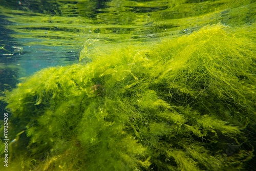 Bryopsis, Ulva, cladophora green algae move in laminar flow, low salinity Black sea biotope, coquina stone littoral zone snorkel, oxygen rich water surface reflection, torn algal mess, sunny weather