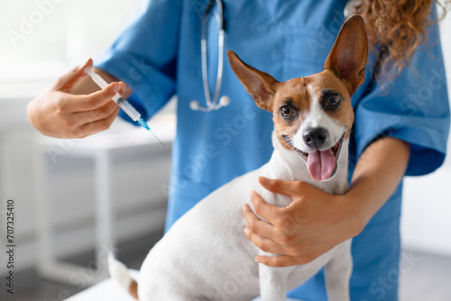 Dog gets vaccinated by female vet in a clinic photo