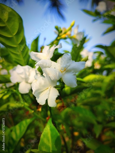 Fototapeta Naklejka Na Ścianę i Meble -  White jasmine flower or chameli ka phool