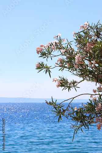 Pale pink oleander flowers growing by the sea. Selective focus. photo