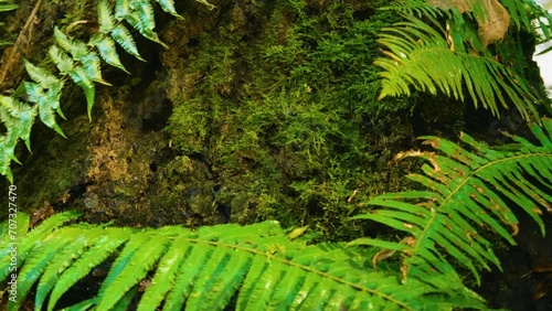 Footage of The ferns (Polypodiopsida or Polypodiophyta)  in Australia rainforest. photo