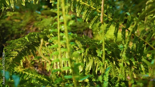 Licorice Fern, Polypodium glycyrrhiza, on Moss-Covered Tree.  photo