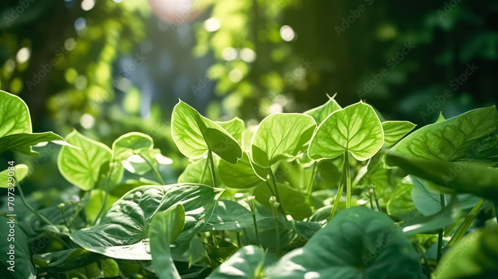Obraz premium Lush green beech tree leaves thrive in the forest on a sunny day