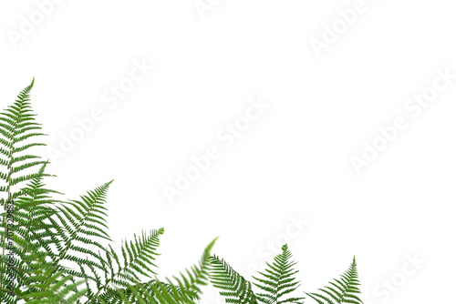 Fern isolated on transparent background, Grass summer spring overlay, frame background, border overlay, without background