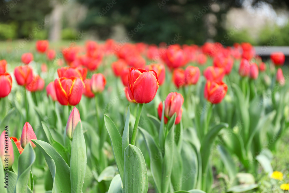 Beautiful red tulips on spring day, closeup Beautiful red tulips on spring day, closeup