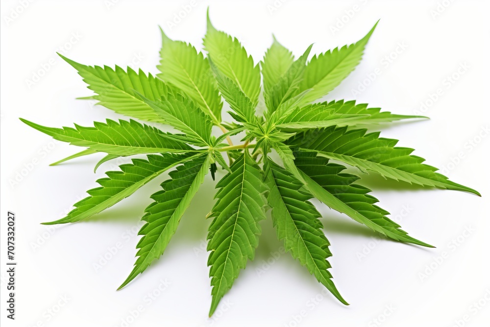 Premium Cannabis Inflorescence Leaf on White. High-Quality Isolated Image for Commercial Use Premium Cannabis Inflorescence Leaf on White. High-Quality Isolated Image for Commercial Use