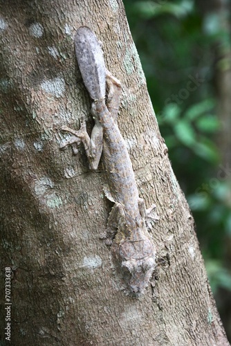 gecko à queue de feuille (Uroplatus henkeli)