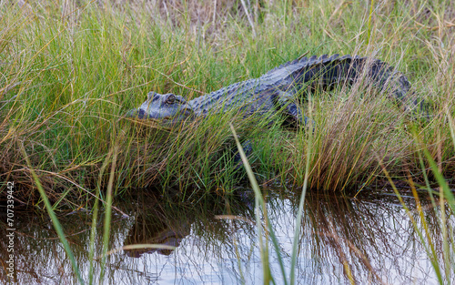 American alligator in river marsh
