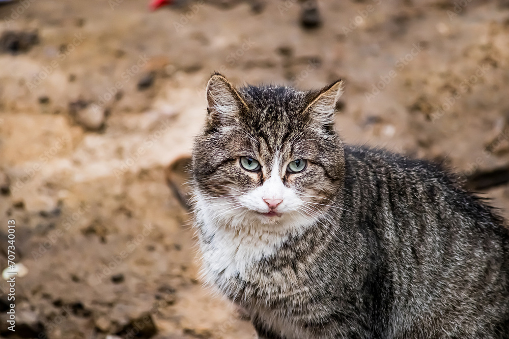 Homeless cat on street. Animal care and volunteering concept. Lost street kitten. Homeless cat on street. Animal care and volunteering concept. Lost street kitten.