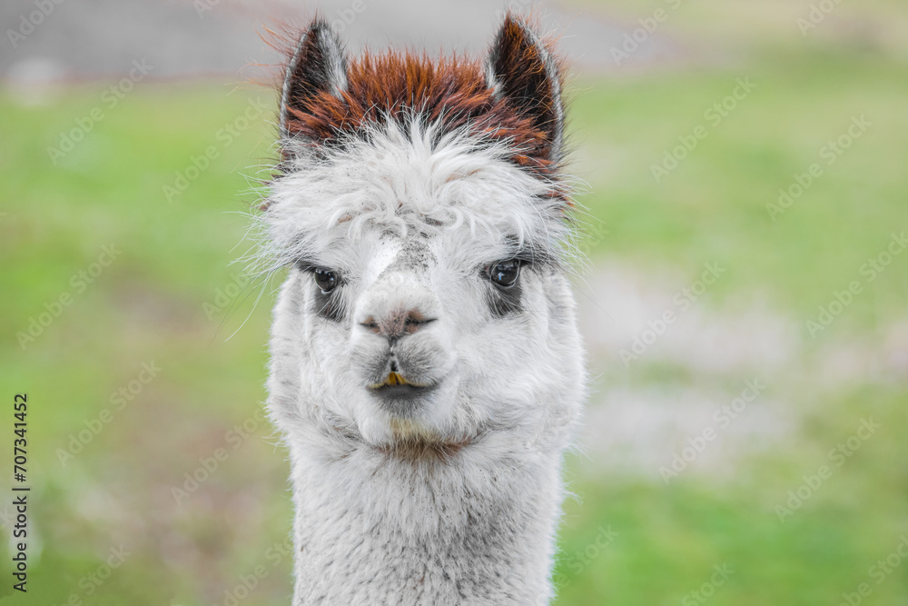 Obraz premium Cute Alpaca. Beautifull and funny animal