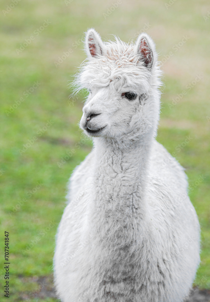 Obraz premium Cute Alpaca. Beautifull and funny animal