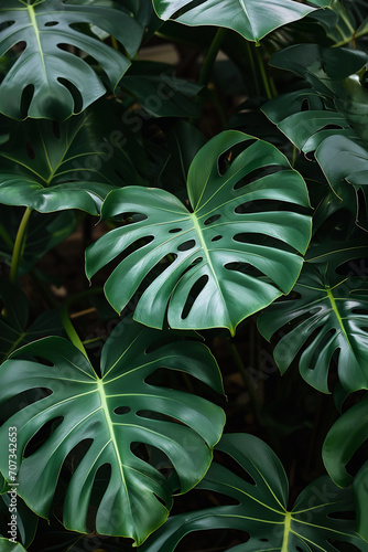 a close up of a monstera plant with large leaves