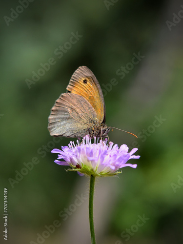 macro image of a butterfly on a flower close up