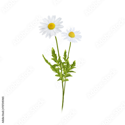 Poppy Alstroeme azali bell chamom crocuses lilac lily narcissus rose flower isolated on transparent background, Red yellow blue green flower isolated Photo summer spring flowers, png	 photo