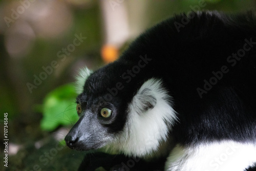 Black and white Ruffed Lemur closeup