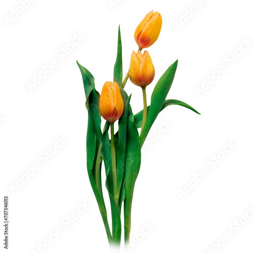 Poppy Alstroeme azali bell chamom crocuses lilac lily narcissus rose flower isolated on transparent background, Red yellow blue green flower isolated Photo summer spring flowers, png	 photo