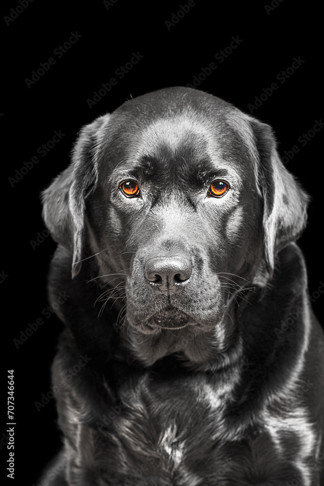 The dog is a black Labrador retriever with brown eyes. Portrait of a dog on a black background. The dog is a black Labrador retriever with brown eyes. Portrait of a dog on a black background.