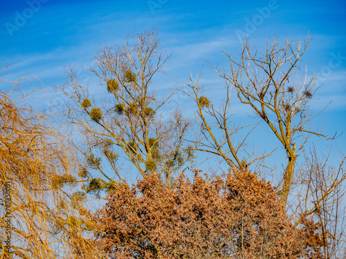 Misteln auf Baum im Winter photo