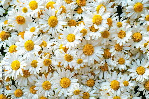A Beautiful Mix of White Flowers