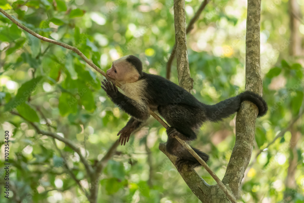Obraz premium White-faced capuchin monkey (Cebus imitator) in Manuel Antonio national park. Costa Rica. Wildlife.
