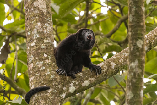 Mantled howler monkey (Alouatta palliata), photographed in Arenal National Park. Costa Rica. Wildlife.