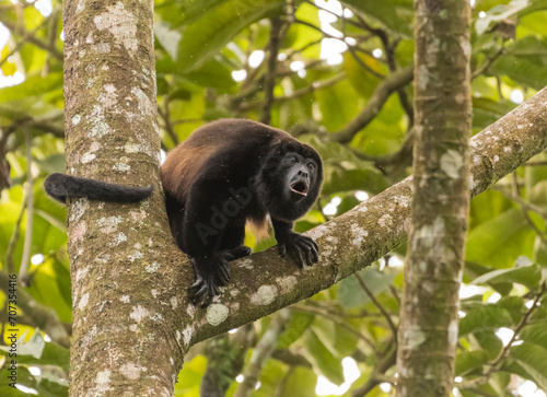 Canvas Print Mantled howler monkey (Alouatta palliata), photographed in Arenal National Park