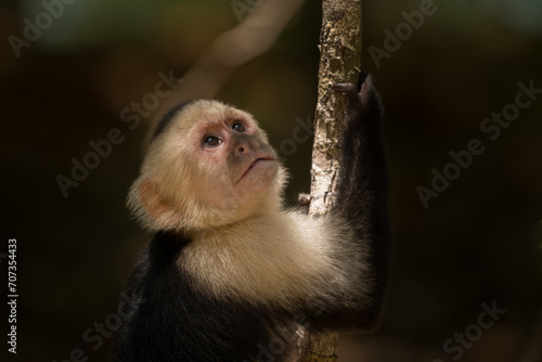 White-faced capuchin monkey (Cebus imitator) in Manuel Antonio national park. Costa Rica. Wildlife.