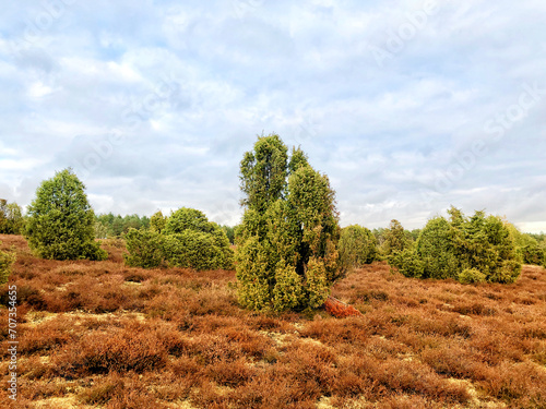 Scenic view of juniper heath near Ellendorf, Germany