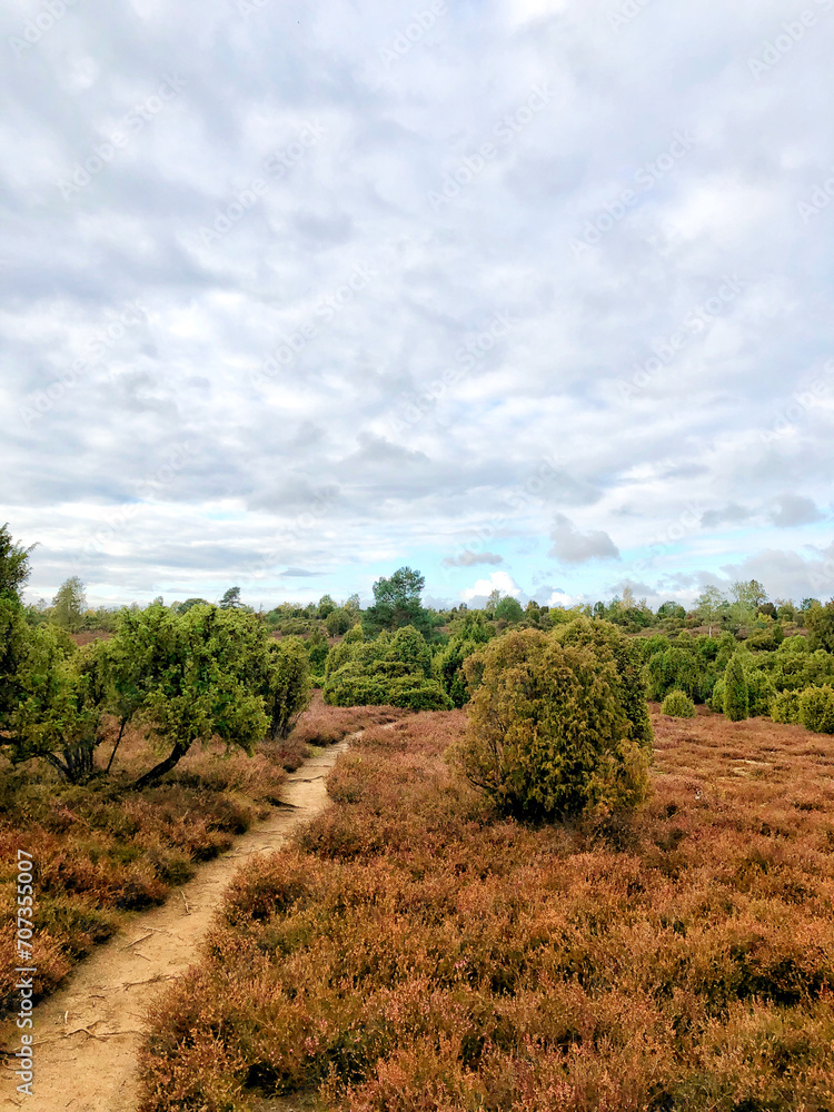 Fototapeta premium Scenic view of juniper heath near Ellendorf, Germany