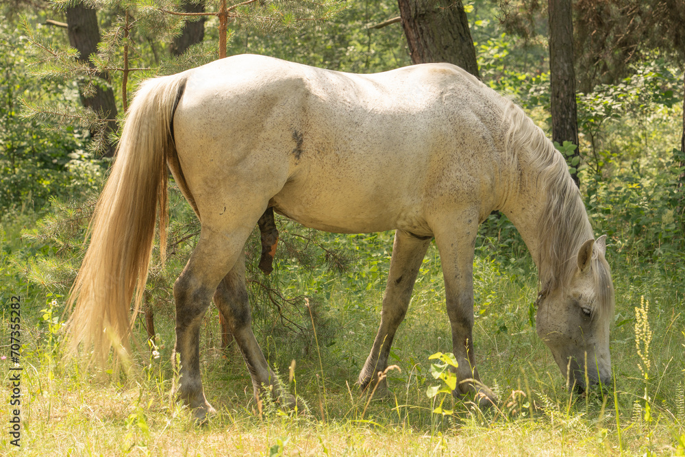 A horse stands in tall grass, long mane, a horse gallops, a horse stands in tall grass at sunset, yellow-green background A horse stands in tall grass, long mane, a horse gallops, a horse stands in tall grass at sunset, yellow-green background