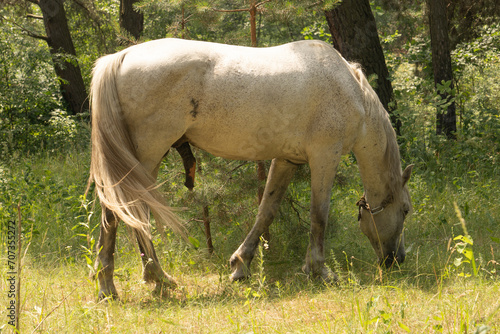 A horse stands in tall grass  long mane  a horse gallops  a horse stands in tall grass at sunset  yellow-green background